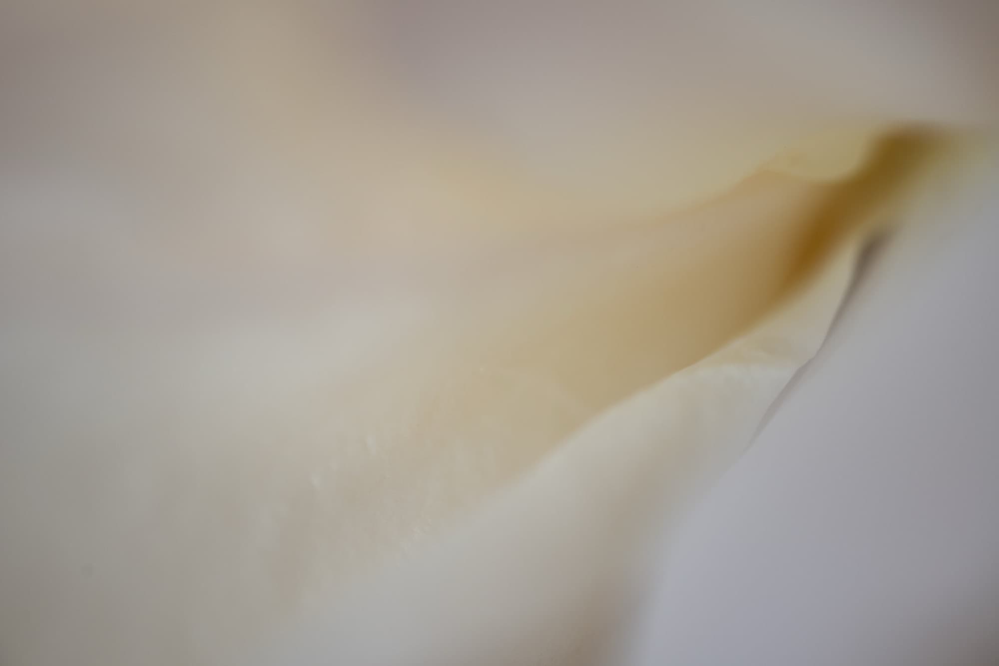 Linger, artwork