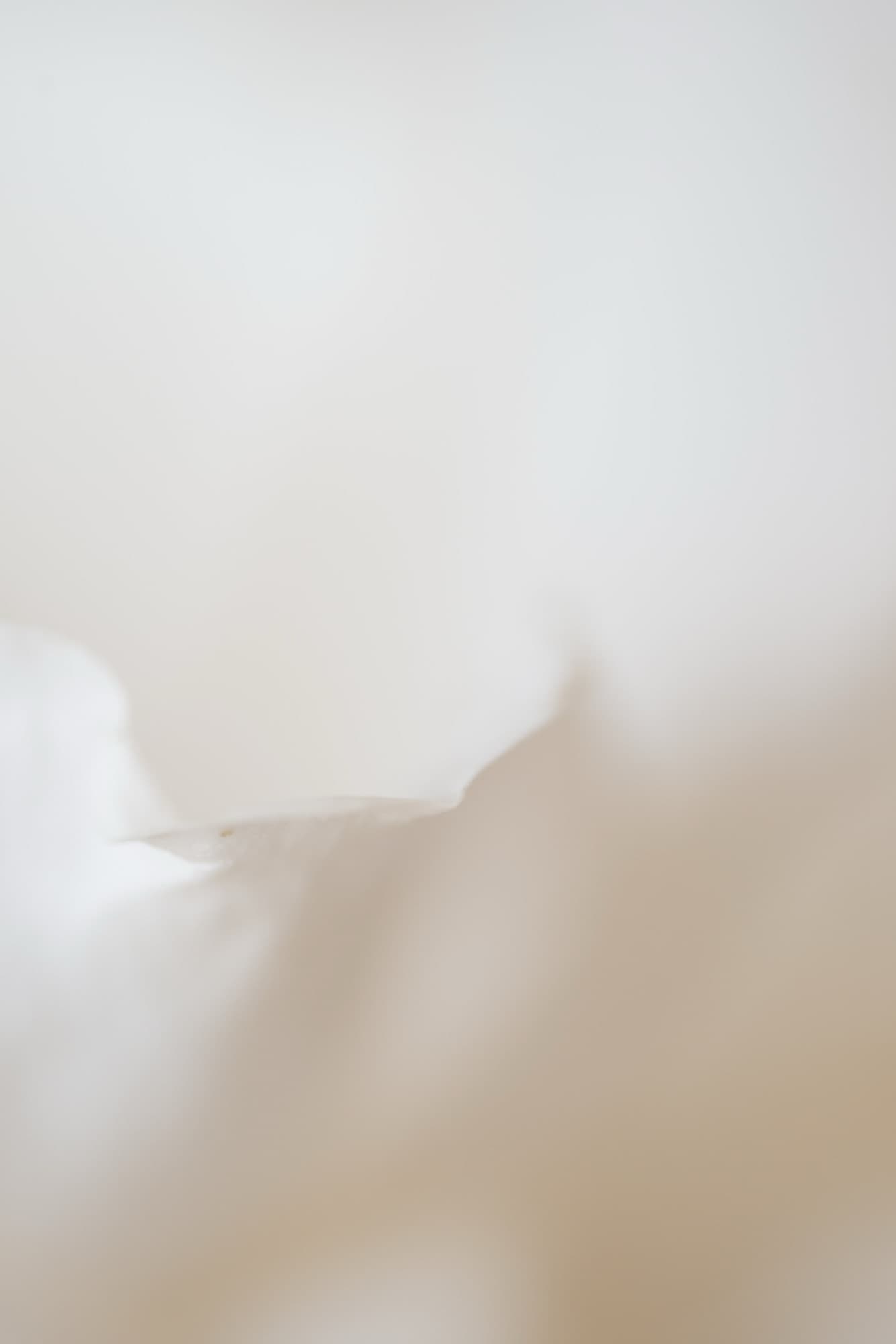 Quietude, artwork