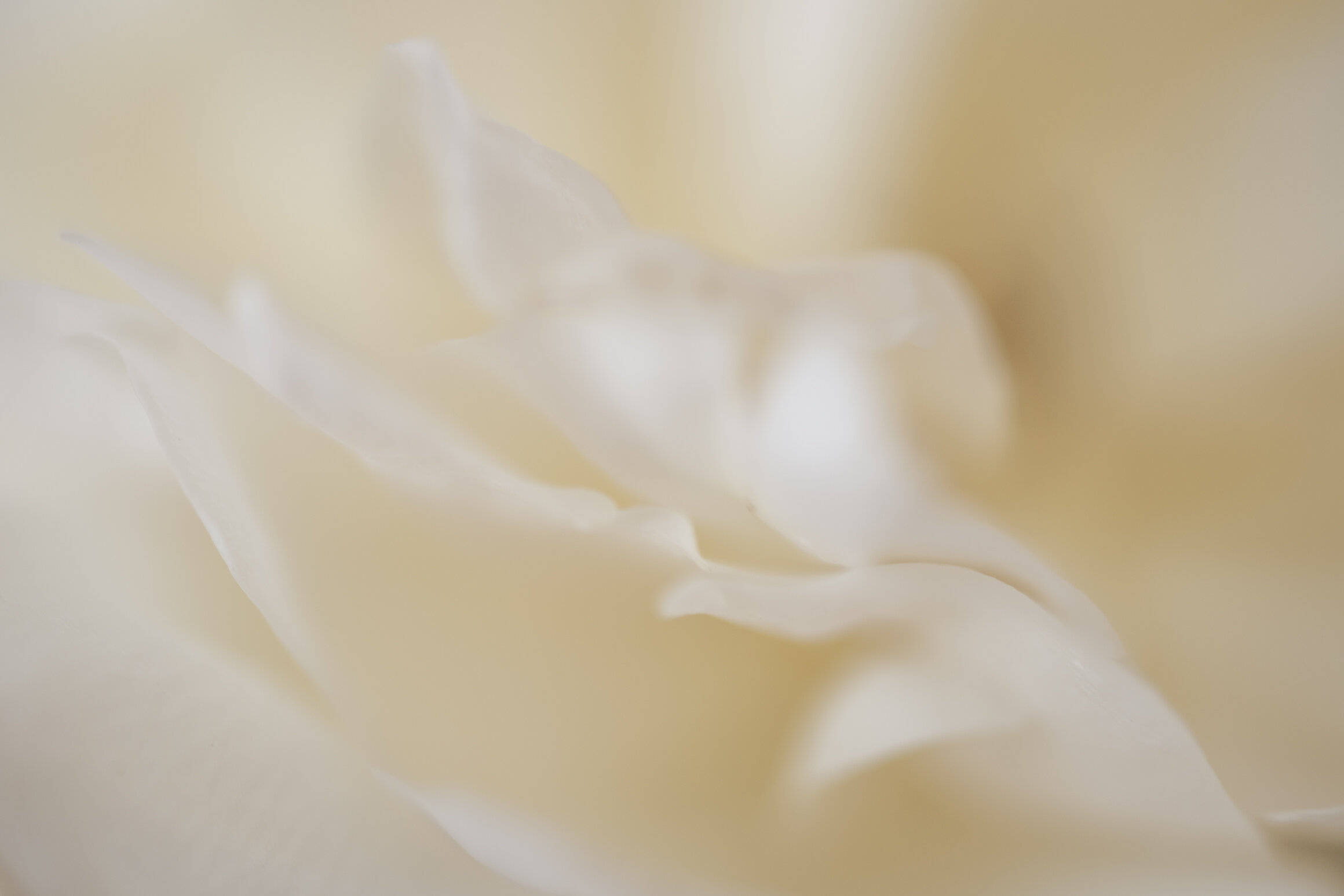 Joy Fine Art print full image unframed Kiki-Sunshine.com