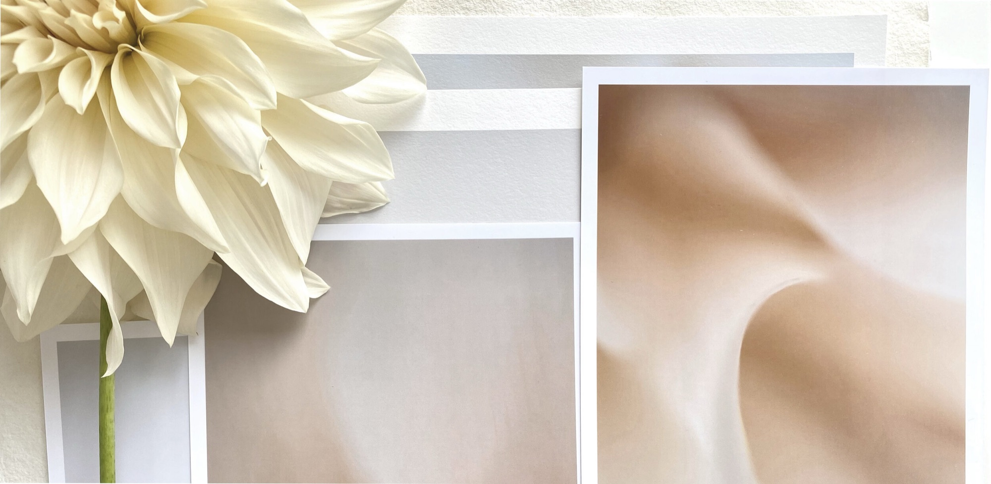 Fine art prints laid out beside a white dahlia
